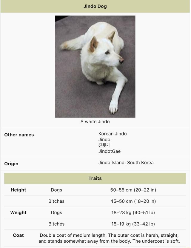 Jindo Dog A white Jindo Other names Korean Jindo Jindo JindotGae Origin