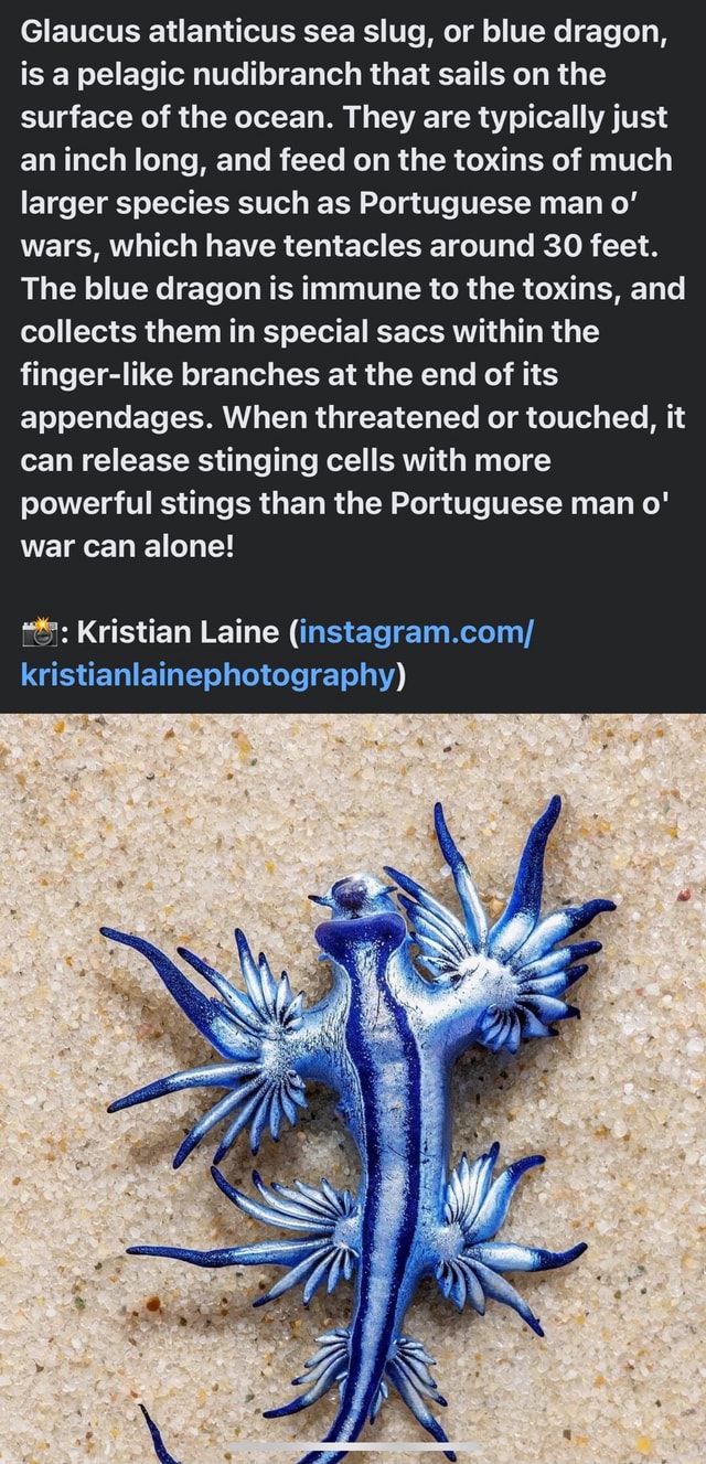 Glaucus atlanticus sea slug, or blue dragon, is a pelagic nudibranch