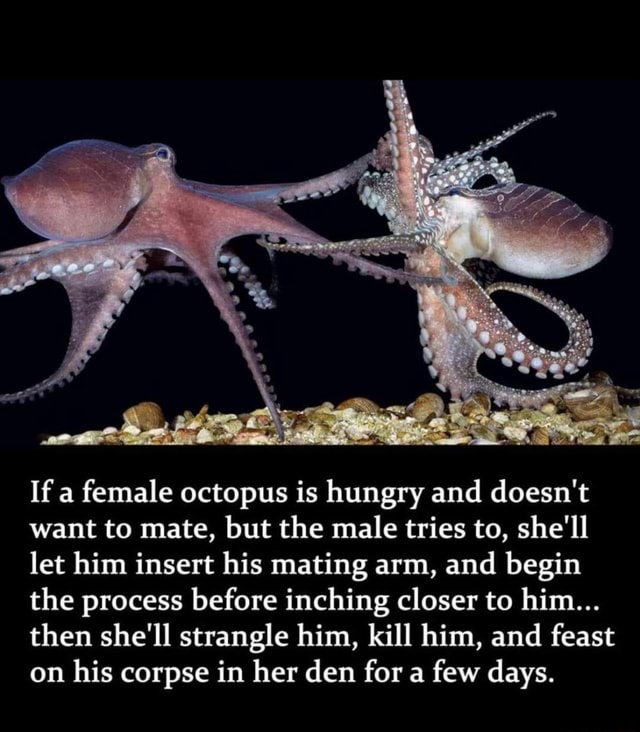 If A Female Octopus Is Hungry And Doesnt Want To Mate But The Male Tries To Shell Let Him 7816