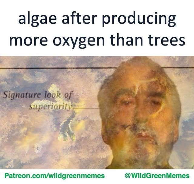 🌳 Meme by @beingevolved - algae after producing more oxygen than trees ...