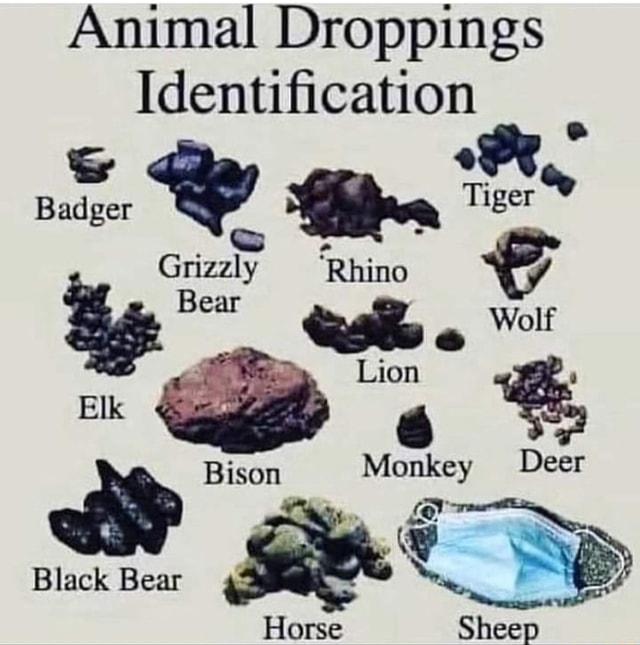 Animal Droppings Identification Tiger Badger Grialy 'Rhino Bear Lion