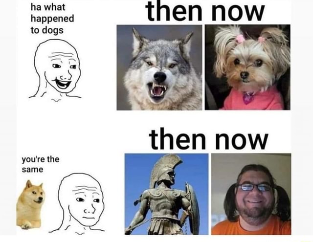 Happened to dogs ha what then now then now you're the same - iFunny