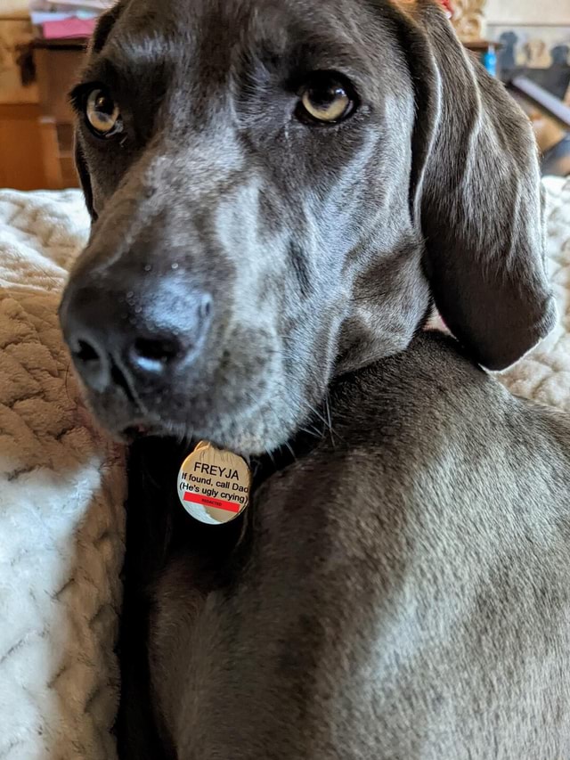 Finally got Freyja a Name Tag - iFunny