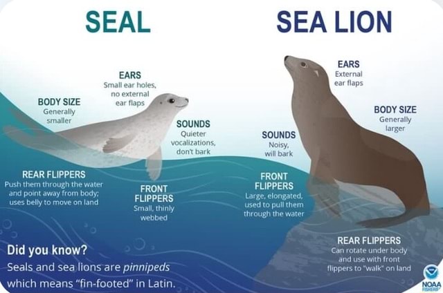 SEAL SEA LION EARS External ear flaps Small ear holes, 'no external ...