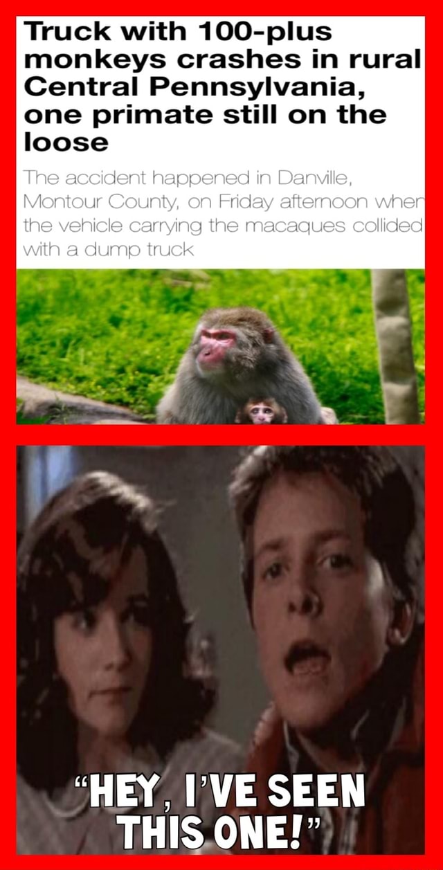 Truck with 100plus monkeys crashes in rural Central Pennsylvania, one