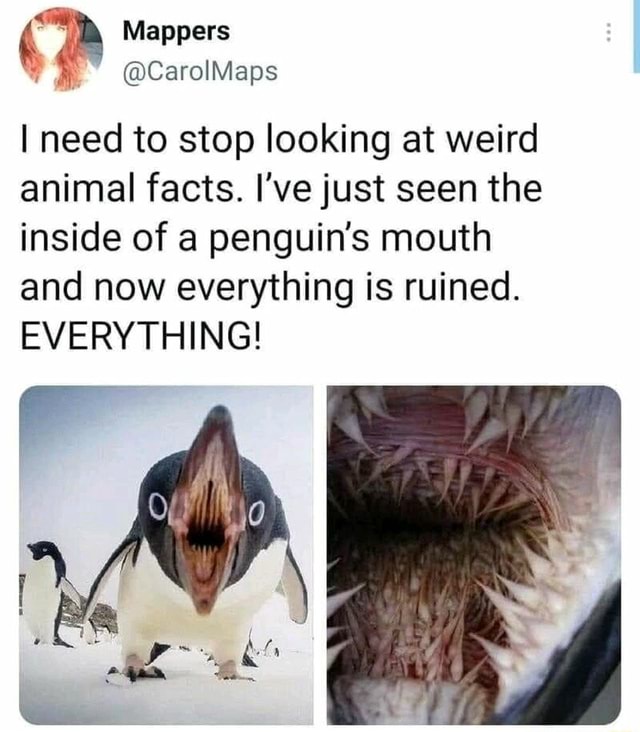Mappers I need to stop looking at weird animal facts. I've just seen the  inside of a penguin's mouth and now everything is ruined. EVERYTHING! -  