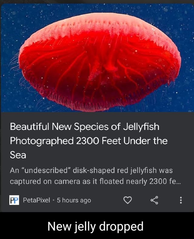 Beautiful New Species of Jellyfish Photographed 2300 Feet Under the Sea