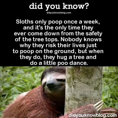 Did you know? Sloths only poop once a week, and it's the only time they ...