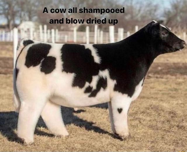 Cow all shampooed and blow iFunny
