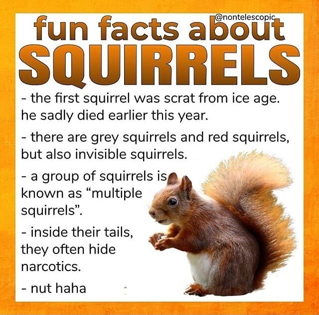 fun-facts-a-souirrels-the-first-squirrel-was-scrat-from-ice-age-he