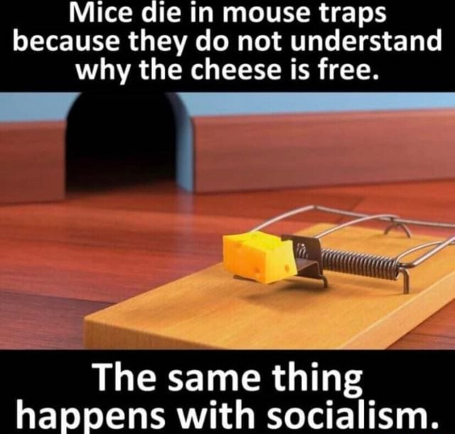 Mice die in mouse traps because they do not understand why the cheese ...