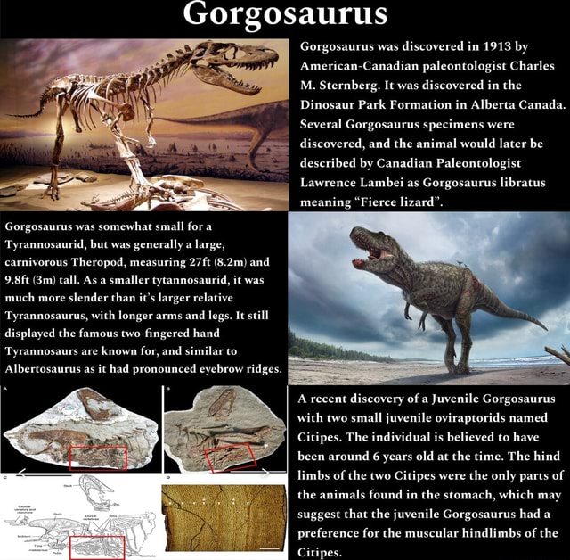 Gorgosaurus Gorgosaurus was discovered in 1913 by American Canadian ...