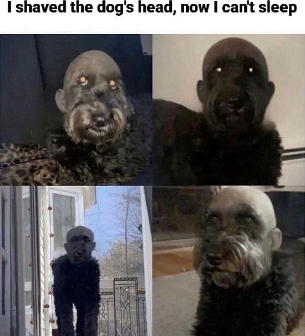 I shaved the dogs head, now I cant sleep iFunny