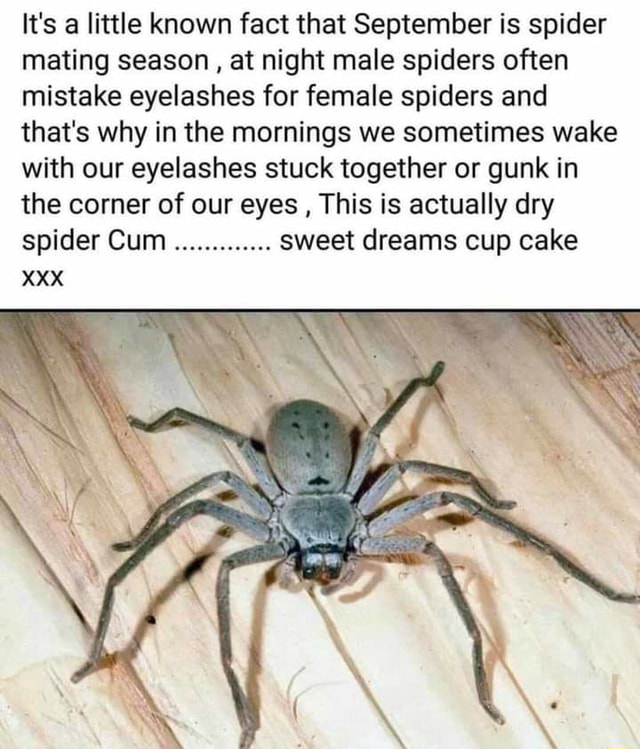 It's a little known fact that September is spider mating season , at night male spiders often