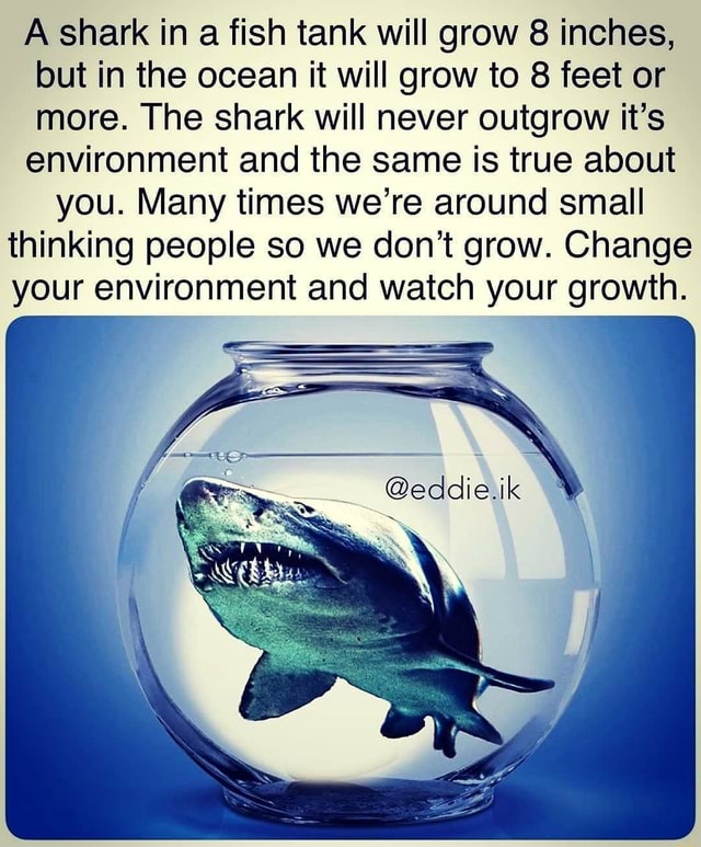 A shark in a fish tank will grow 8 inches, but in the ocean it will