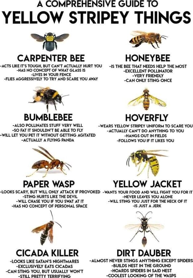 A COMPREHENSIVE GUIDE TO YELLOW STRIPEY THINGS ~er CARPENTER BEE ...