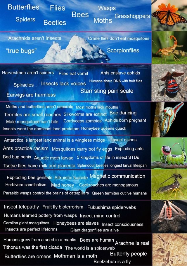 Butterfli Butterflies Flies Bees Wasps Bees Moths Spiders