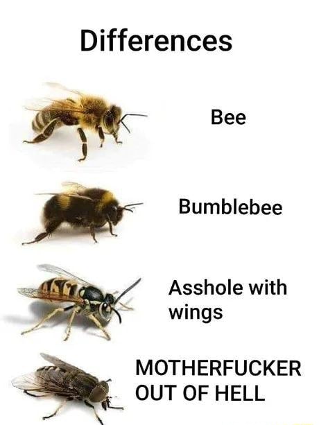 Differences Bee Bumblebee Asshole With Wings Motherfucker Out Of Hell 