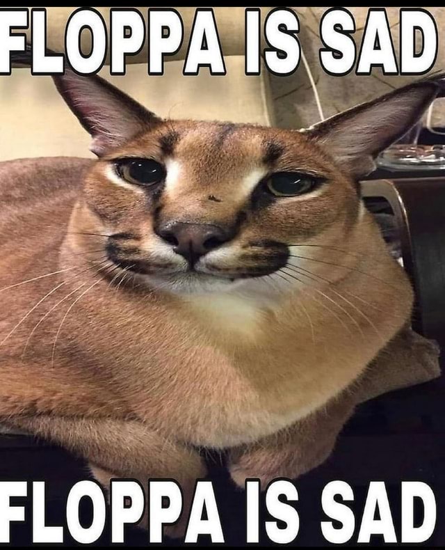 FLOPPA IS SAD FLOPPA IS SAD - iFunny