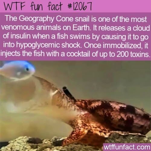 WTF fun fact 12067 I The Geography Cone snail is one of the most