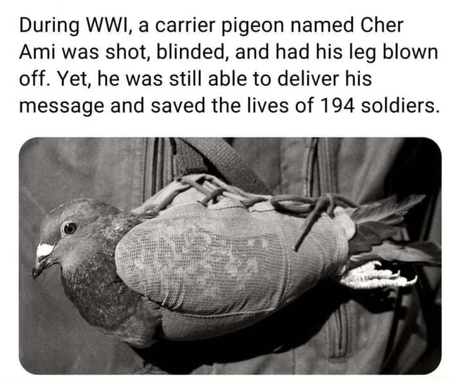 During WWI, A Carrier Pigeon Named Cher Ami Was Shot, Blinded, And Had ...