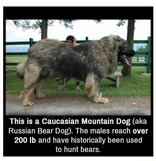 Aka russian discount bear dog