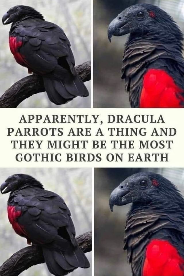 APPARENTLY, DRACULA PARROTS ARE A THING AND THEY MIGHT BE THE MOST ...