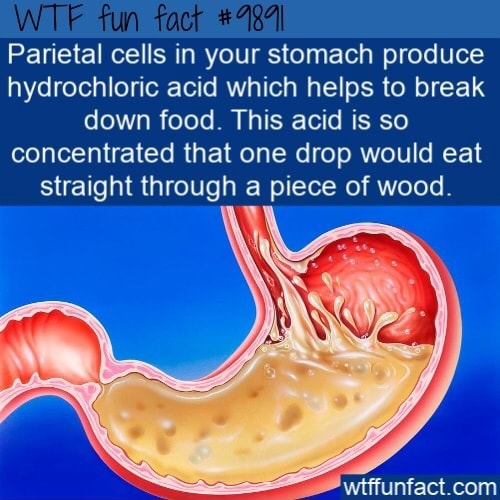Parietal cells in your stomach produce hydrochloric acid which helps to