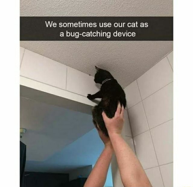 We sometimes use our cat as a bugcatching device iFunny