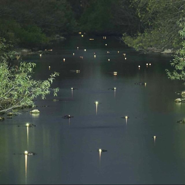 Tapetum lucidum is a layer of tissue in the eyes behind the retina that