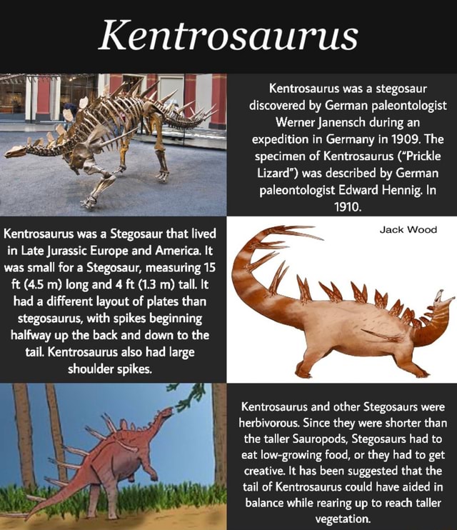 Kentrosaurus Kentrosaurus was a stegosaur discovered by German ...