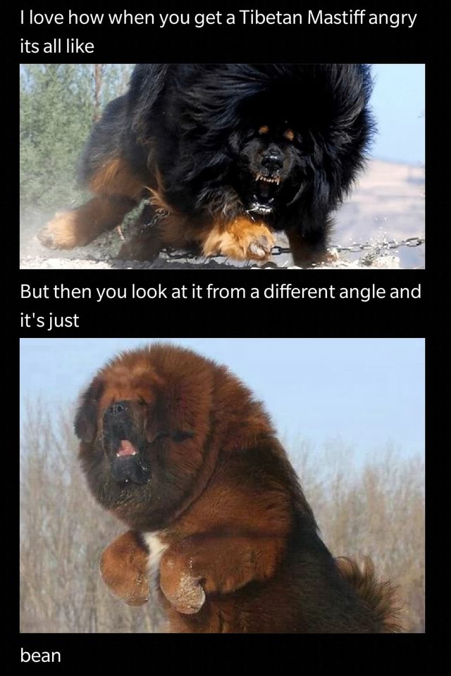 tibetan mastiff reddit