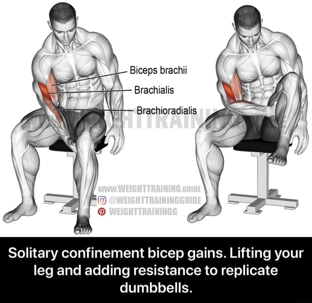 Biceps Brachii Brachialis Brachioradialis Solitary Confinement Bicep Gains Lifting Your Leg And