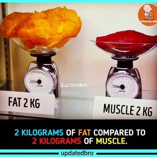 MUSCLE 2 KG FAT KG eupdatedbra 2 KILOGRAMS OF FAT COMPARED TO OF MUSCLE ...