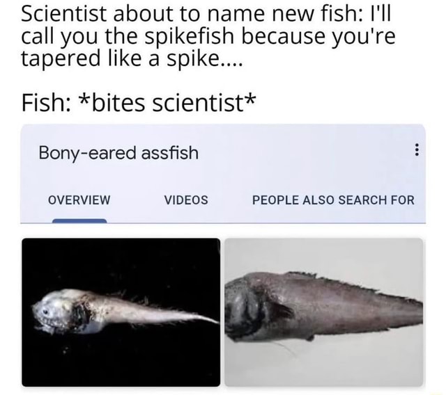 Scientist about to name new fish: I'll call you the spikefish because ...