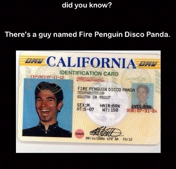 Theres A Guy Named Fire Penguin Disco Panda California Identification Card Fire Penguin Disco 2690