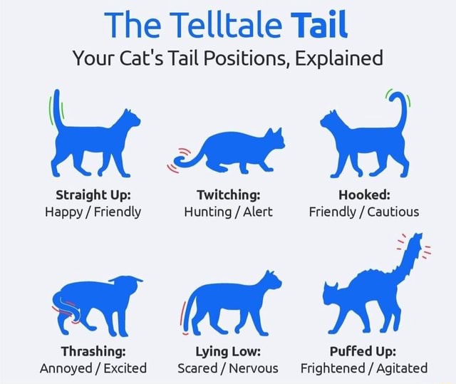 The Telltale Tail Your Cat's Tail Positions, Explained ewe Hooked Straight Up Twitching
