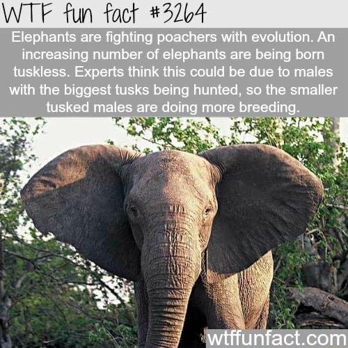 WT fun fact #32b4 Elephants are fighting poachers with evolution, An ...