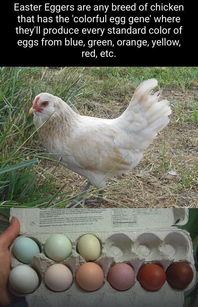 Easter Eggers are any breed of chicken that has the 'colorful egg gene' where they'll produce every standard color of eggs from blue, green, orange, yellow, red, etc. - iFunny Brazil