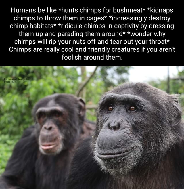 Humans be like *hunts chimps for bushmeat* *kidnaps chimps to throw