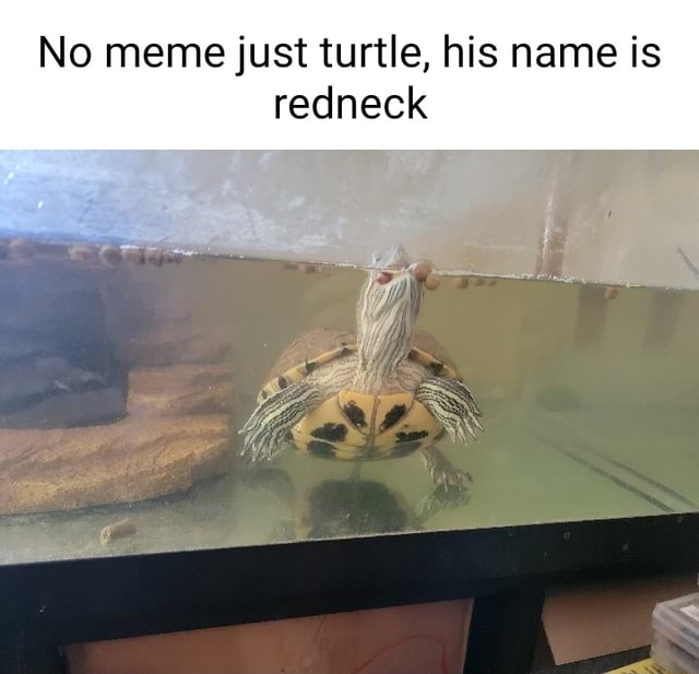 No meme just turtle, his name is redneck - iFunny