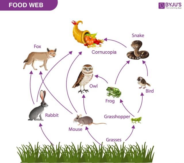 FOOD WEB BYJU'S Snake Fox Cornucopia Ow! ne Bird Frog } Grassh opper ...