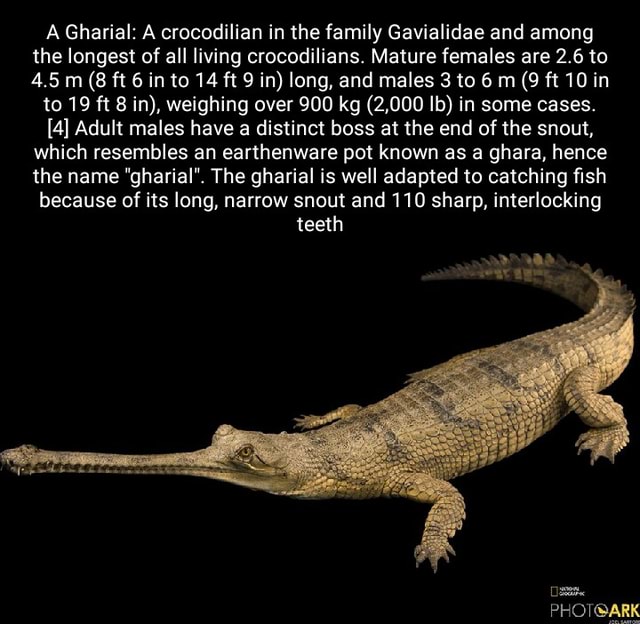 A Gharial: A crocodilian in the family Gavialidae and among the longest ...