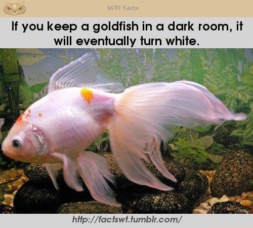 What happens if a goldfish is kept in the dark