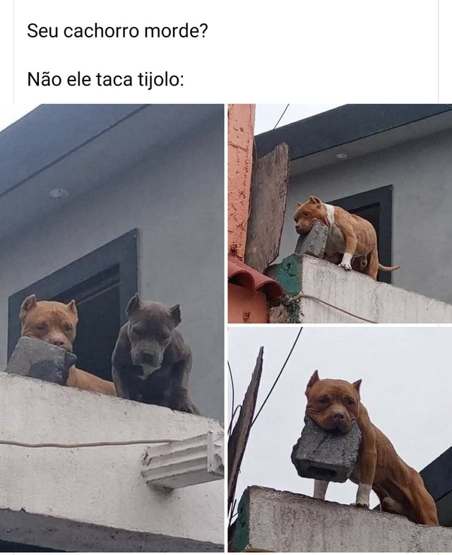 Seu cachorro morde Não ele taca tijolo seo title