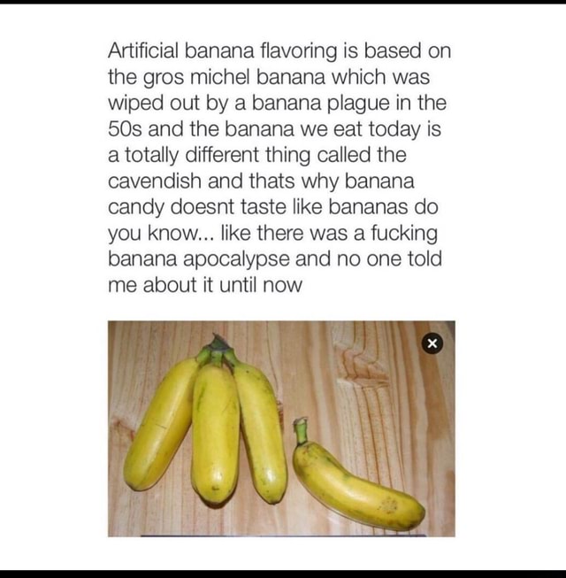 Artificial banana flavoring is based on the gros michel banana which
