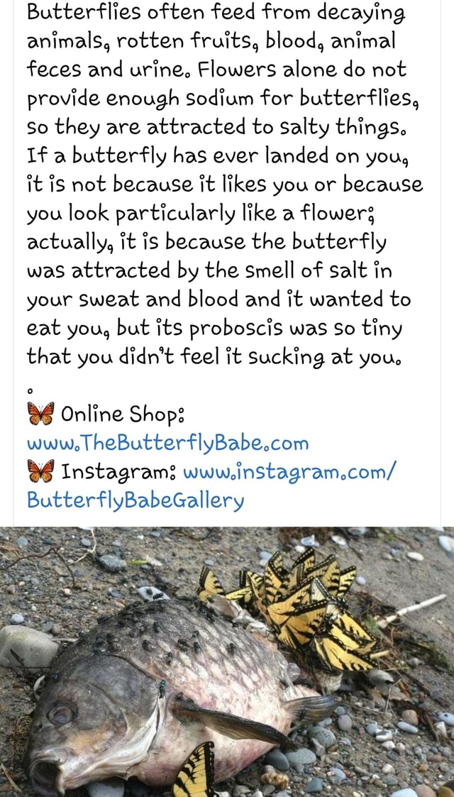 Butterflies often feed from decaying animals, rotten fruits, blood