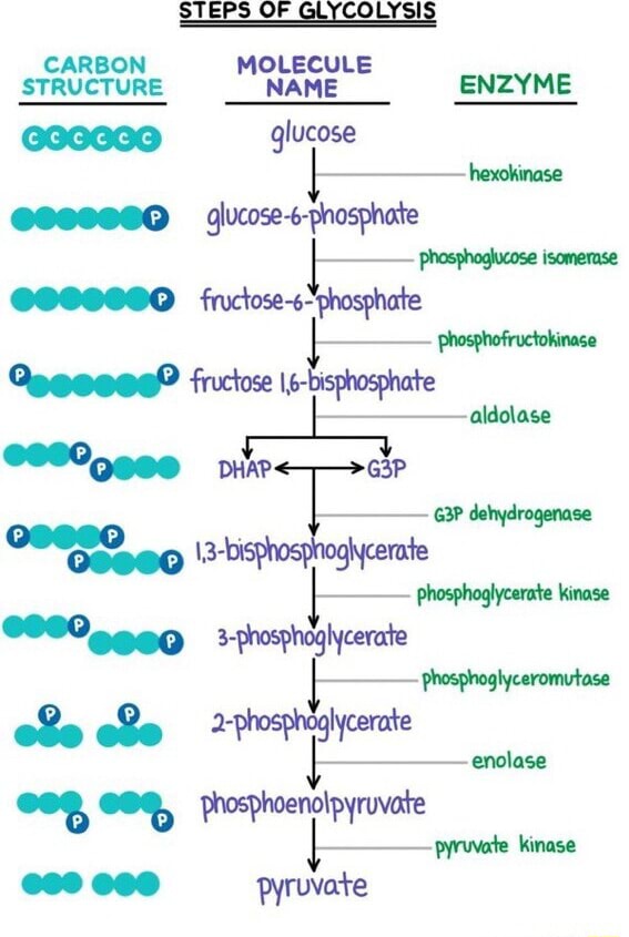 STEPS OF GLYCOLYSIS STRUCTURE MOLECULE ENZYME glucose hexokinase ...