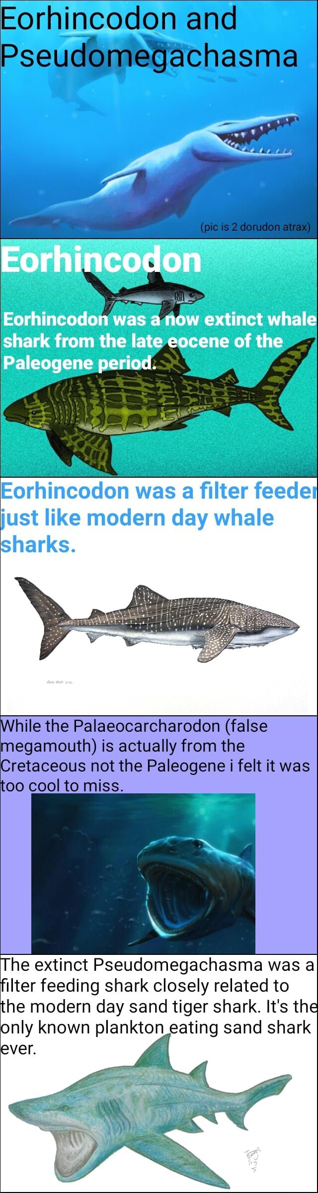 Eorhlncodon was a n6w extlnct'whale shark from the late eocene of the ...