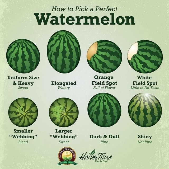 How to Pick a Perfect Watermelon Ods Uniform Size Orange White & Heavy